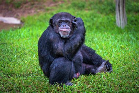 Portrait of western chimpanzee Photograph by Miroslav Liska | Pixels