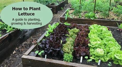 How to Plant Lettuce: A Guide to Growing & Harvesting Lettuce ...