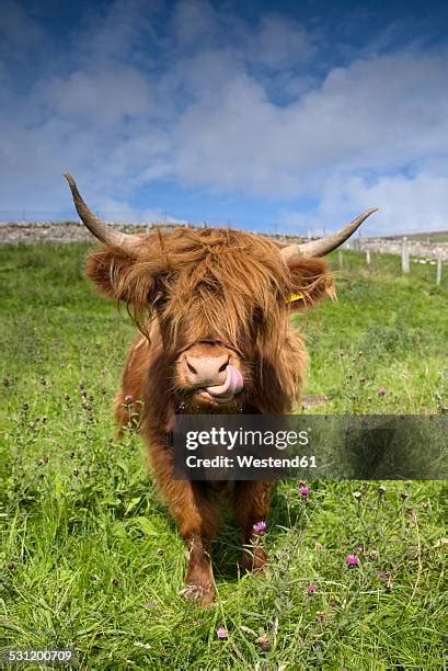 Highland Cow Tongue Photos and Premium High Res Pictures - Getty Images