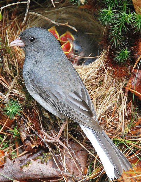 Juncos Acadia National Park, Maine | Pretty birds, Pet birds, Bird pictures