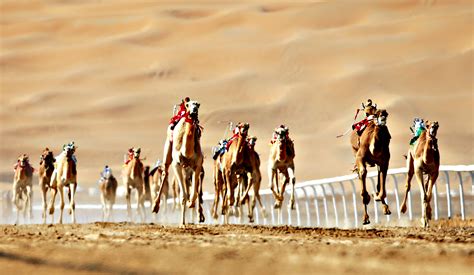 Camel racing in the United Arab Emirates, a sport of culture - tipntrips