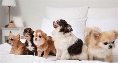 7 Types of Chihuahua: Breed Variations and Characteristics