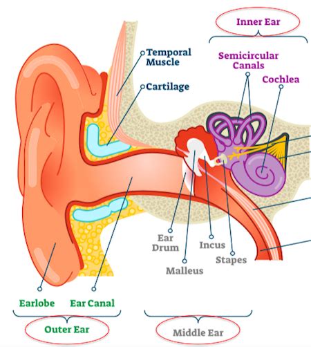 The Ear: Structures, Functions & Equilibrium | Study.com