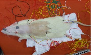 Positioning of electrodes on the anesthetized rat for the motor-evoked... | Download Scientific ...