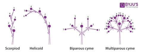 Cymose inflorescence: Types, Difference between racemose and cymose