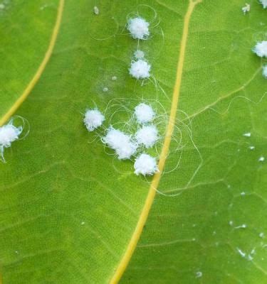 How To Identify & Get Rid Of Woolly Aphids | Love The Garden