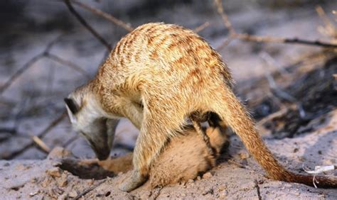 4 Meerkat digging for prey in the sand. | Download Scientific Diagram