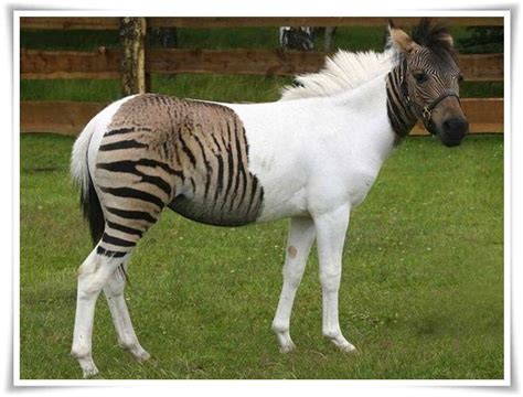 Beautiful Horses, Animals Beautiful, Animals Amazing, Zonkey, Create An ...