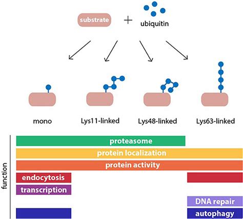 Structure and function of common ubiquitin modifications. Ubiquitin may... | Download Scientific ...