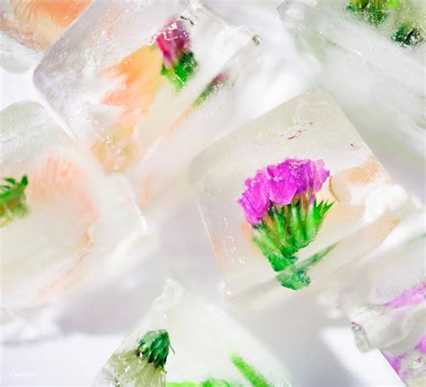 Edible Flower Ice Cubes: How To Make Floral Ice Cubes