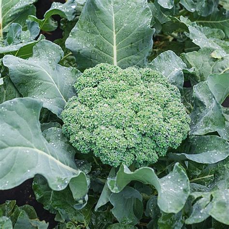 Broccoli - Free Plant