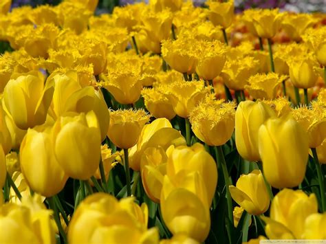 Yellow Tulip - Flowers Wallpaper (34611602) - Fanpop