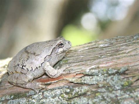 Are Gray Tree Frogs Poisonous to Dogs? | Critters Aplenty