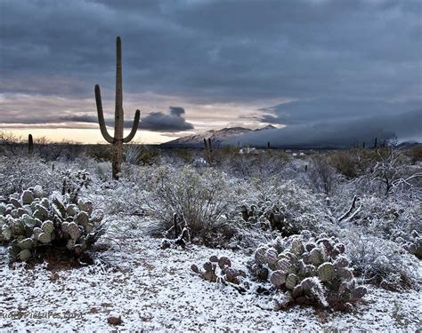 Snow Day in Tucson | Desert life, National parks, Tucson