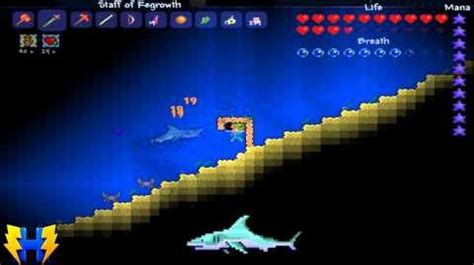 Shark Fin | Terraria Wiki | Fandom