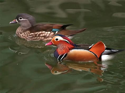 What Is Mandarin Duck In Feng Shui？-Chinese Love Birds