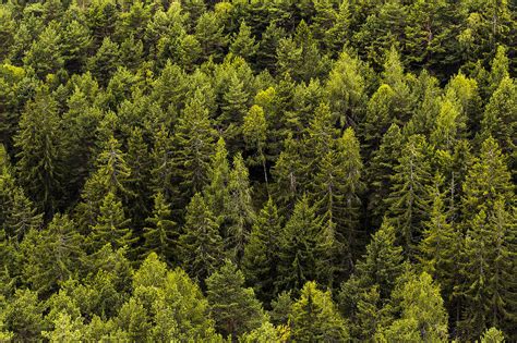 Green Green Forest Trees Free Stock Photo | picjumbo