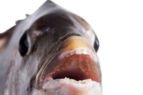 Sheepshead fish with human-looking teeth caught in Nags Head, North Carolina - The Washington Post