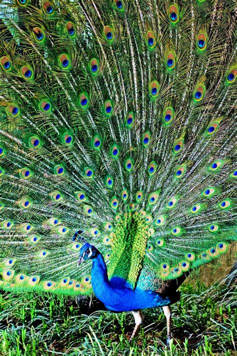 wallpaper HD: Nice Peacock images Free Download