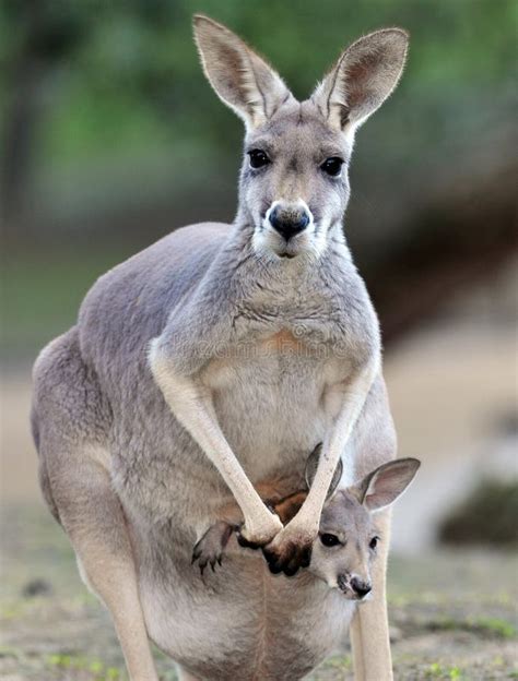 Australian Grey Kangaroo With Baby/joey In Pouch Stock Image - Image of ...