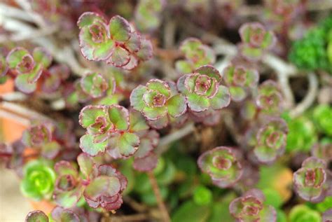 Photo #62167 | Sedum spurium 'Dragon's Blood' | plant lust