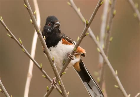 Rufous-sided Towhee, 3/2010, PA | Several male Towhees were … | Flickr