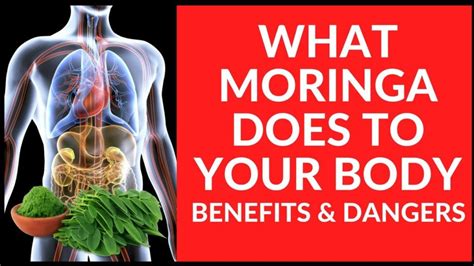 Moringa Capsules Benefits and Side Effects Of Moringa Capsules