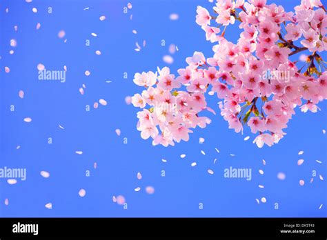 CG Image of Cherry Blossoms Blowing in the Wind Stock Photo: 63438259 ...