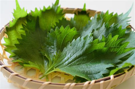 How To Eat and Cook with Shiso Leaves