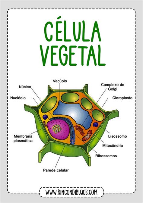 Cuales son las Partes de Celula Vegetal - Rincon Dibujos | Dibujos de ...