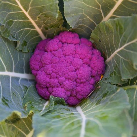 Buy Cauliflower - Graffiti F1 seeds Online | Happy Valley Seeds