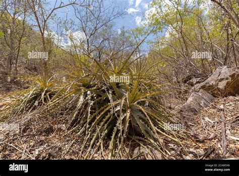 Landscape of caatinga biome, with its typical plants Stock Photo - Alamy