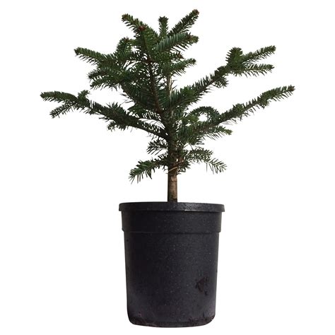 Small Nordman Fir Pot Grown Christmas Tree | Departments | DIY at B&Q