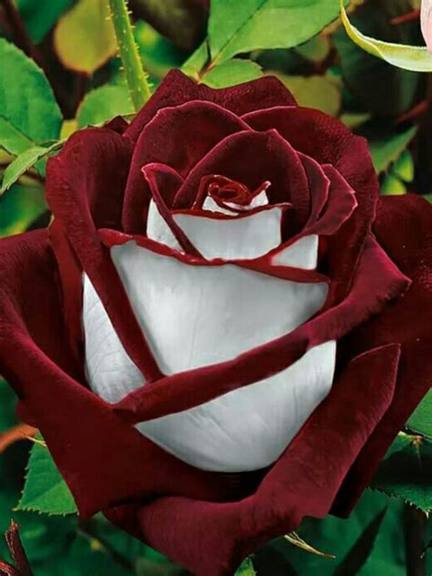 Osiria Rose Information - Learn About The Osiria Hybrid Tea Rose