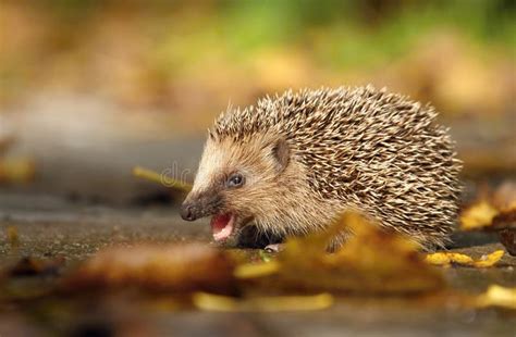 Hedgehog eating stock image. Image of natural, animal - 47988051