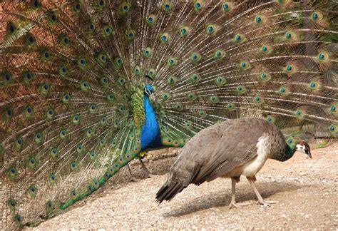 Peacock and peahen. Peacock displaying feathers to peahen , #sponsored ...