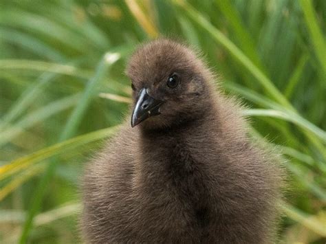 Are weka 'good predators'? - Predator Free NZ Trust