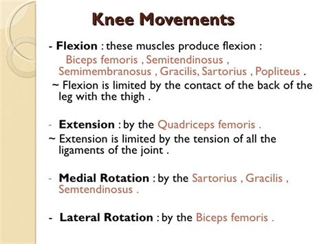 Knee Movements - Flexion