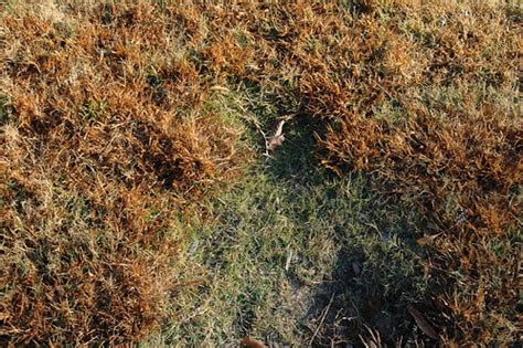 Example of orangish/brownish patches in bermuda grass | Flickr