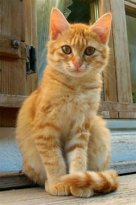 Orange Tabby | cats | Pinterest | Cat, Ginger cats and Animal