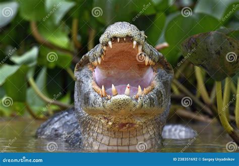 Caiman with Open Mouth in the Water. the Yacare Caiman Caiman Yacare ...