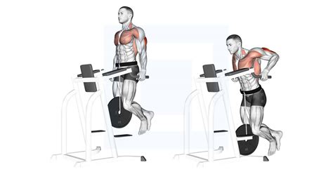 Weighted Tricep Dips - Guide, Benefits, and Form