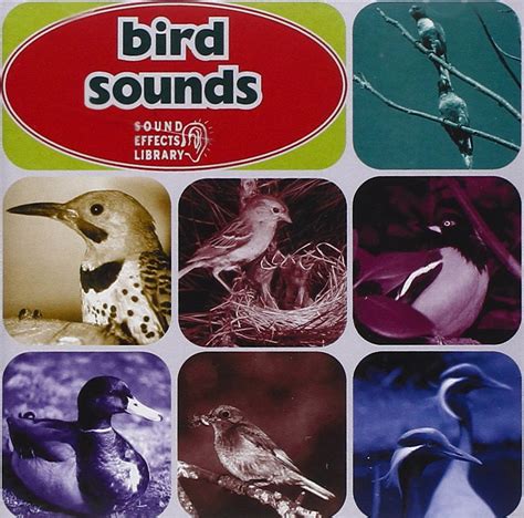 Buy Bird Sounds Online at Low Prices in India | Amazon Music Store ...