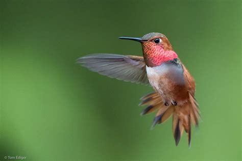 Rufous Hummingbird Mayhem