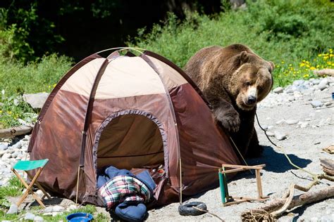 Campers in Alaska Attacked by Bear While Asleep in Their Tent - SnowBrains