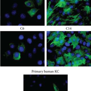 Proliferation and differentiation of HaCaT cells in low (0.07 mM) and ...