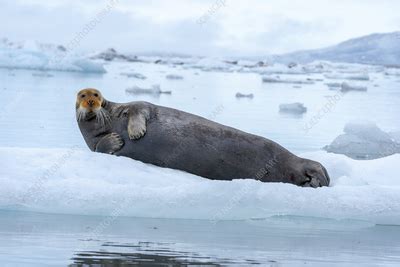 Bearded seal - Stock Image - F040/9850 - Science Photo Library