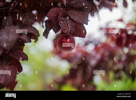 red leaf plum tree and its fruit on the branch. prunus cerasifera ...