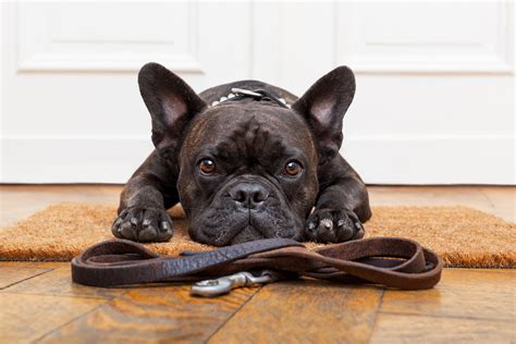 A Guide to French Bulldog Training - Potty, Socialization, and Bonus Tips