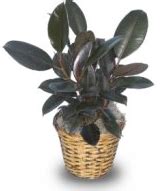 Indoor air purifier plants | Green Nature